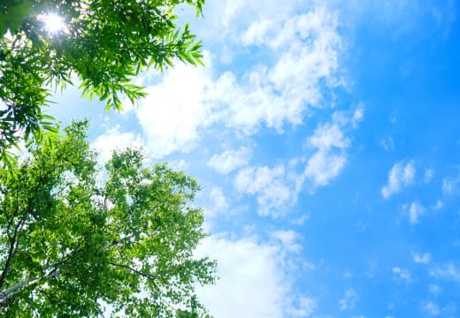 青空と木々の様子